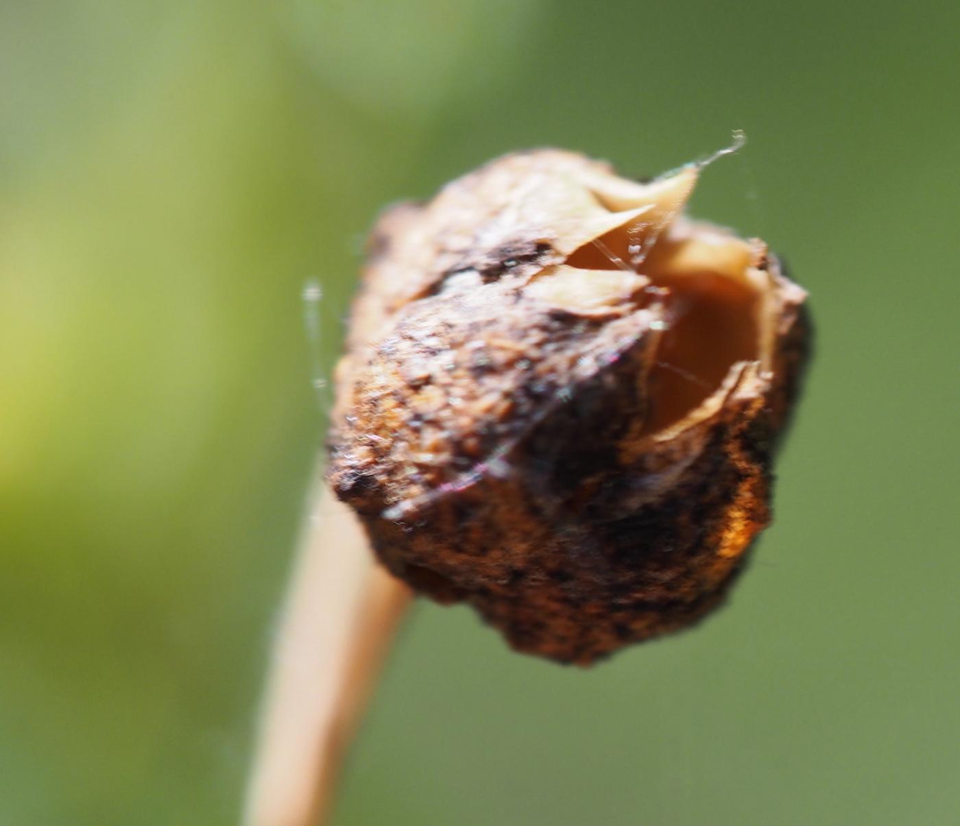 Rue, Egyptian fruit